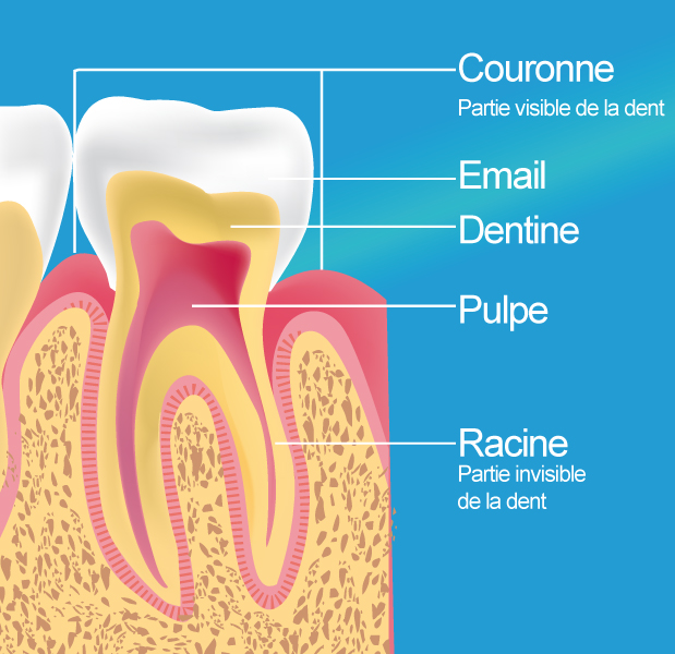 Traitement endodontique Romainville